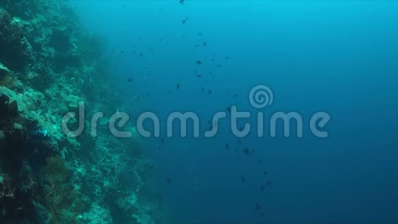 珊瑚礁边缘的灰礁鲨鱼4k视频的预览图