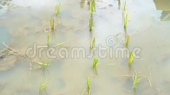 视频小稻田水坑开始在水稻田上种植幼米视频的预览图