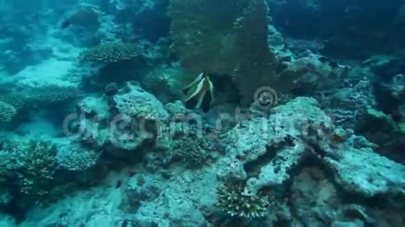 浅水区与珊瑚礁的海洋生物视频的预览图