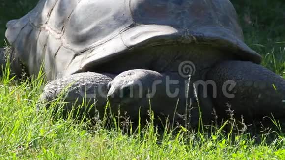 奥达布拉巨龟的细节视频的预览图
