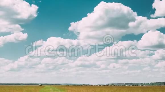 夏季乡村田园草甸景观在风景秀丽的天空下随着蓬松的云彩而消逝视频的预览图