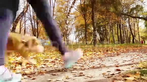 秋天公园的女孩和小猎犬在散步视频的预览图