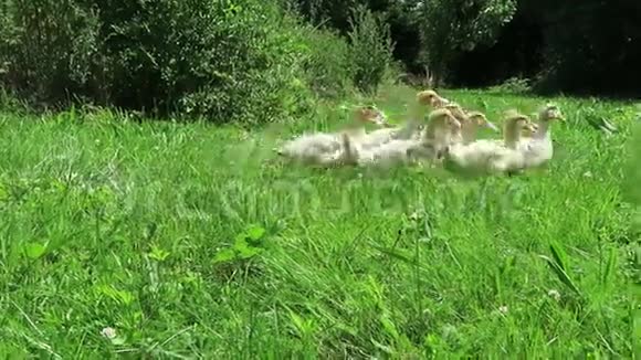 许多小鸭子在农场的绿色草地上跑来跑去吃东西视频的预览图