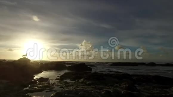 慢潮的平底锅轻柔的波浪拍打着岩石填满岩石池一只海鸥看着太阳落山视频的预览图