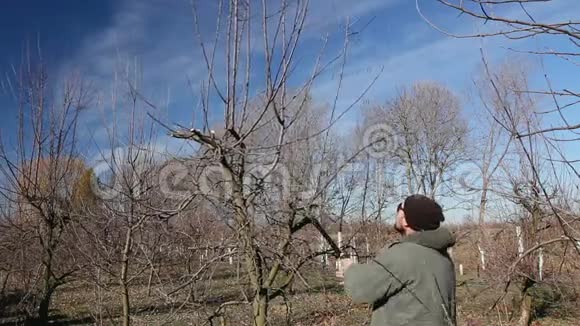 园丁正在剪枝在果园里用长剪修剪果树视频的预览图