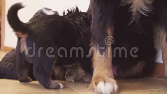 伯尼斯牧羊犬母亲喂养小狗视频的预览图