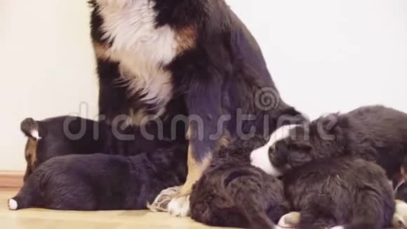 伯尼斯牧羊犬母亲喂养小狗视频的预览图