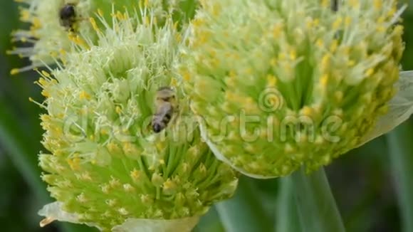 蜜蜂对花的昆虫洋葱的花序视频的预览图