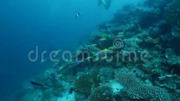 浅水区与珊瑚礁的海洋生物视频的预览图