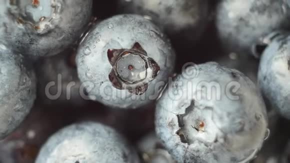 新鲜成熟的蓝色浆果旋转野生浆果关门视频的预览图