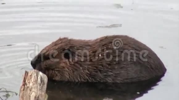 海狸在乌斯怀亚干旱的原木和树木的背景下在水坝里吃东西视频的预览图