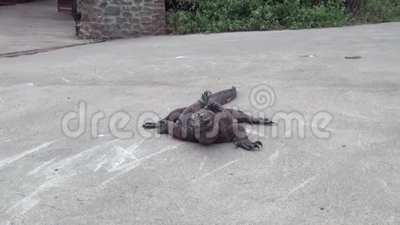 圣克鲁斯岛的加拉帕戈斯鬣蜥视频的预览图