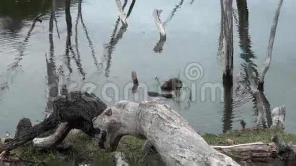 海狸在乌斯怀亚干旱的原木和树木的背景下在水坝里吃东西视频的预览图