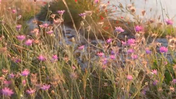 克里米亚的沙漠有紫罗兰色的野花视频的预览图