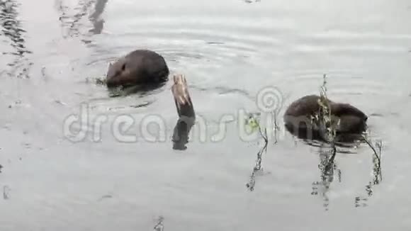 海狸在乌斯怀亚干旱的原木和树木的背景下在水坝里吃东西视频的预览图