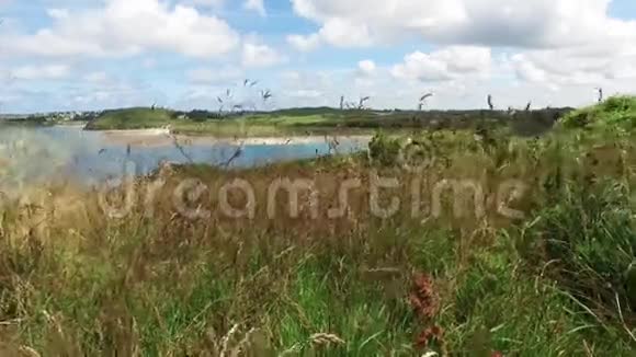 从海岸田野的长草中眺望美丽的河口和海岸牧场视频的预览图