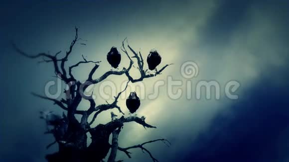 云天黑鸦站在枯树上视频的预览图