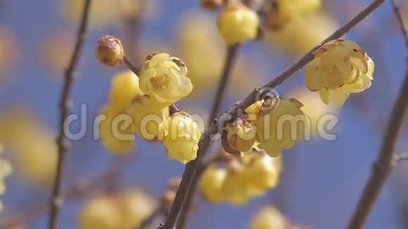 日本崎岖县长垣的冬花视频的预览图