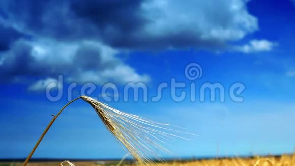 金色麦穗孤立强烈的蓝天背景与云视频的预览图