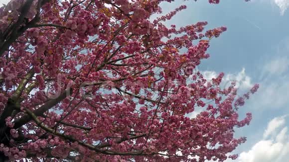 樱花迎着蓝天视频的预览图