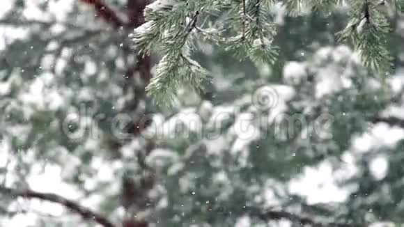 松林和雪花视频的预览图