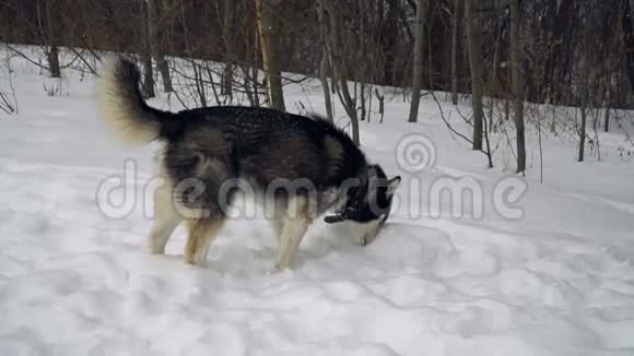 哈士奇在冬天的森林里玩慢动作视频的预览图