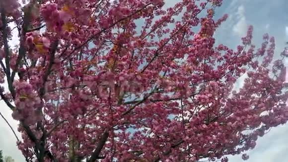樱花迎着蓝天视频的预览图