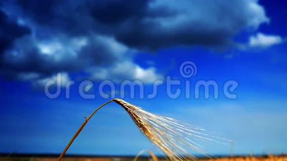 金色麦穗孤立强烈的蓝天背景与云视频的预览图