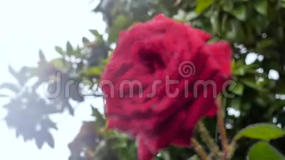 大红色的玫瑰雨滴在上面特写镜头视频的预览图
