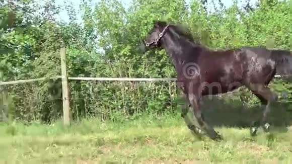 黑马驰骋在草地上慢动作视频的预览图