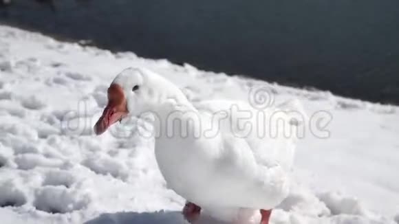 白鹅在雪湖边吃东西视频的预览图