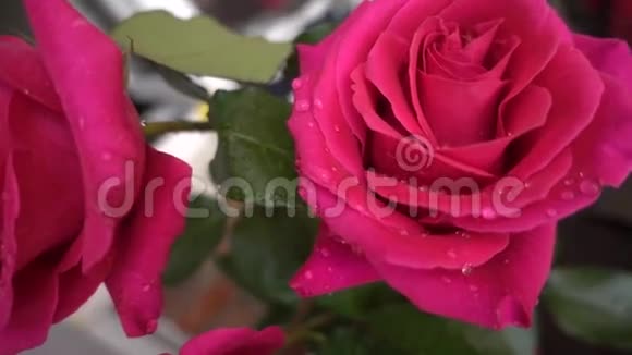 玫瑰花瓣带露滴特写视频的预览图