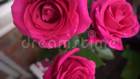 玫瑰花瓣带露滴特写视频的预览图