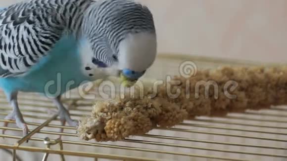 宠物蓝百吉吃小米种子视频的预览图