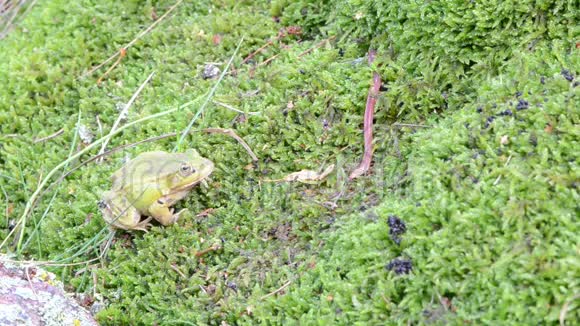 青蛙在沼泽苔藓上捕食蚯蚓视频的预览图