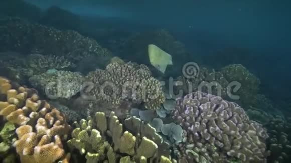 海洋中的塑料海洋废弃物视频的预览图