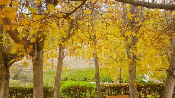 秋季落叶乔木视频的预览图