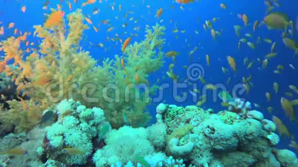 五彩缤纷的珊瑚礁视频的预览图