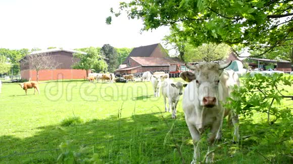 草地上的一头白牛保护他的牧场视频的预览图