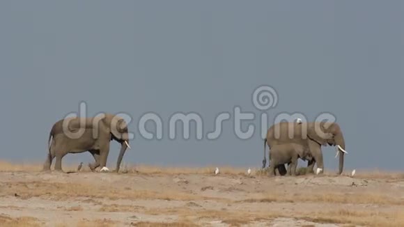 非洲象对抗蓝天视频的预览图