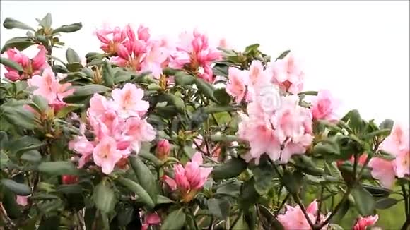 粉红色的花朵春天的杜鹃花视频的预览图