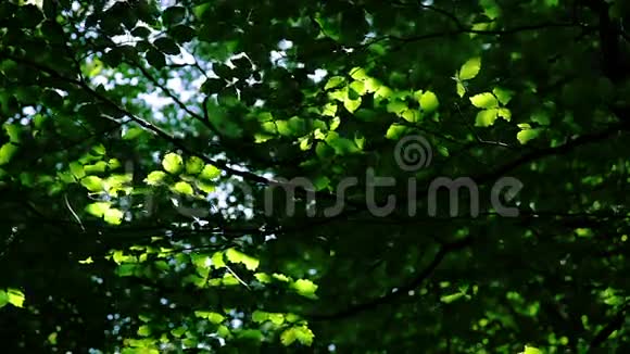 叶背景森林阳光和树荫视频的预览图
