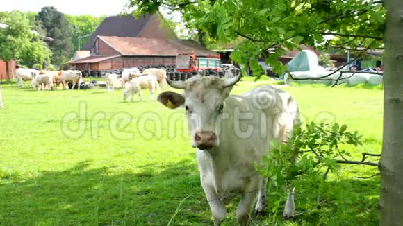 草地上的一头白牛保护他的牧场视频的预览图