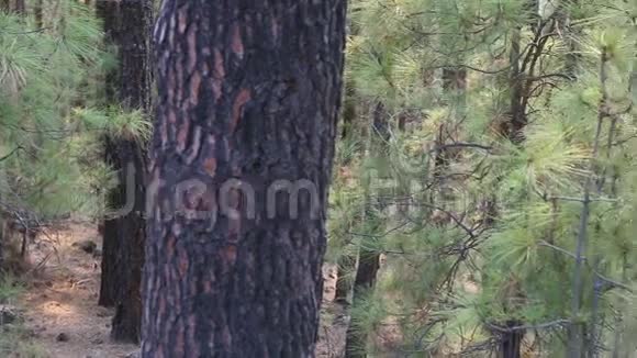 位于特内里费的Teide国家公园的ArafoCorona森林与金丝雀松树视频的预览图