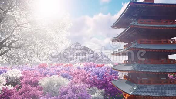 一株樱花在山岳日本寺庙和花田的背景下春天绽放旅行和冒险视频的预览图