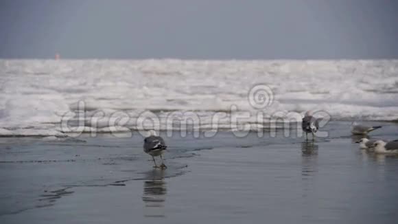 冬天海鸥坐在冰封的海面上慢动作视频的预览图