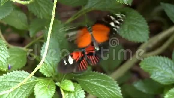 叶子上的蝴蝶视频的预览图