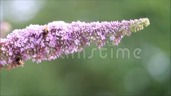 丁香紫色花朵上的大黄蜂视频的预览图