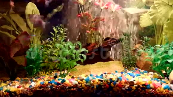 一个海洋馆整个水族馆的碎片视频的预览图
