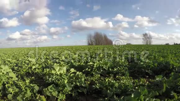 春油菜菜籽油菜田和云延时4K视频的预览图